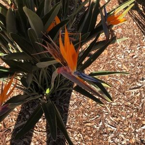 Meet your Posher, Reyna